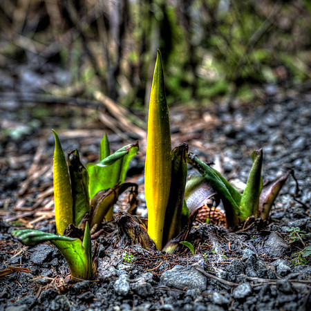 Skunk Cabbage Sprout